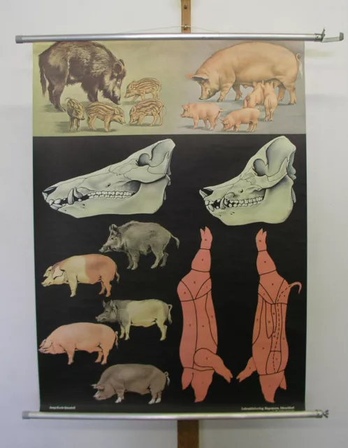 schönes Wandbild JKQ Wildschein wild pig boar Sus 82x113cm vintage animals 1974