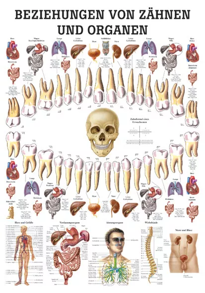 Beziehung Von Zähnen Und Organen von Rüdiger Anatomie