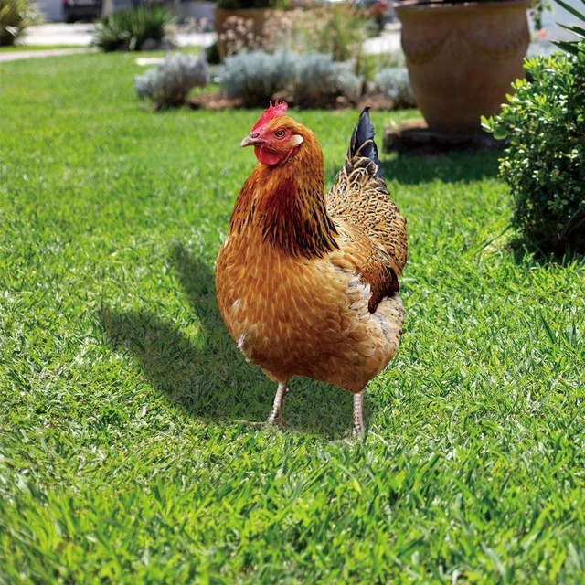 Stampa acrilico gallo statue pollo scultura realistico pollo decorazioni 4