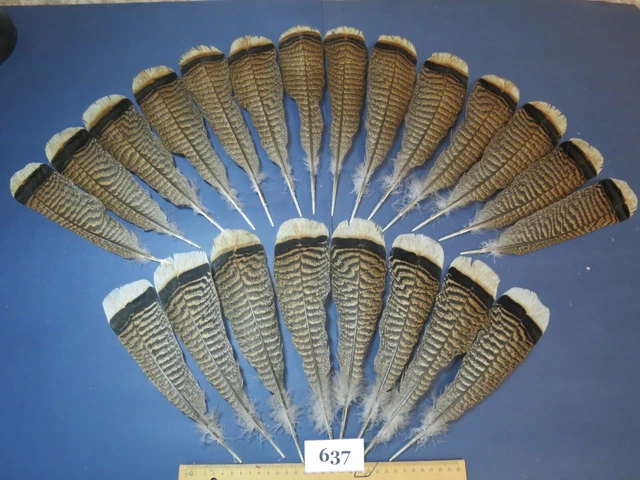 22 pcs Turkey Tail Feathers, Fly tying, Saltwater fish,Hat Feathers (637) 22 pcs Turkey Tail Feathers, Fly tying, Saltwater fish,Hat Feathers (637)
