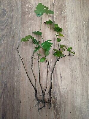 Piangendo Argento Betulla-Betula laxa semi-Rapido 100 