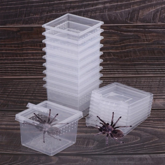 SPIDER ANTS INSECT Feeding Box Lizard Living Box Reptile Habitat ...