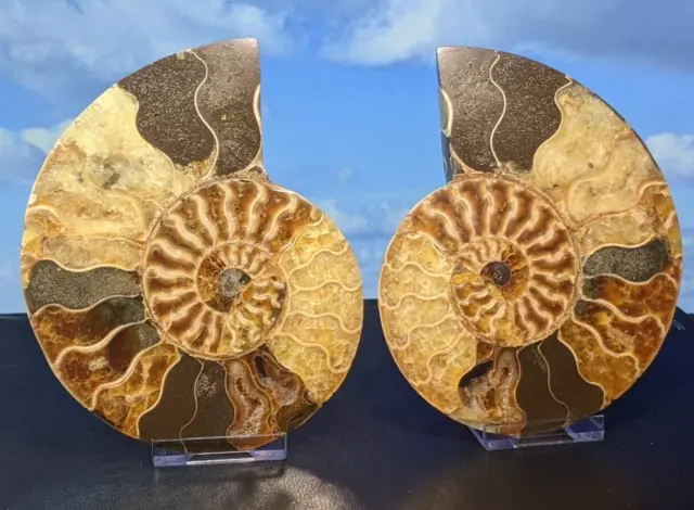 Ammonite Fossil Phylloceras Pair Whole Fossil. Boxed with Stands. 130 x 105mm