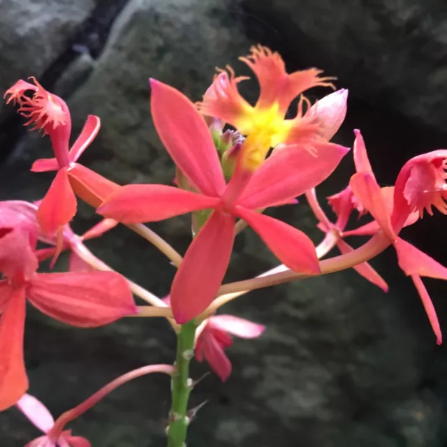 EPIDENDRUM CRUCIFIX ORCHID - ‘Tangerine’ - PLANT about to spike