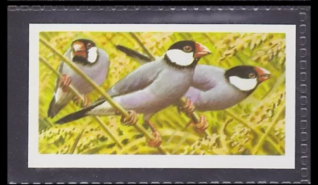 JAVA SPARROW - 45 + year old English Trade Card # 43