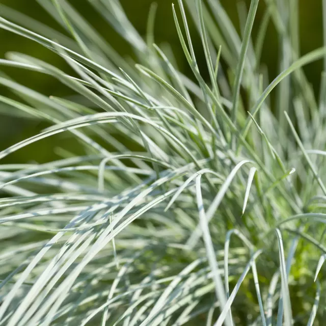 3 X Festuca glauca 'Intense Blue' Fescue Evergreen Hardy Shrub Grass | 9cm Pot 2