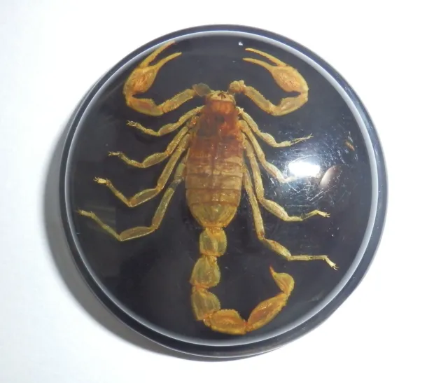 Insect Cabochon Golden Scorpion 38.5 mm Round inner 35 mm on Black 1 piece Lot 3