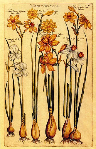 Narcissus 22x30 Hand Numbered Ltd. Edition Botanical Garden Flower Art Print