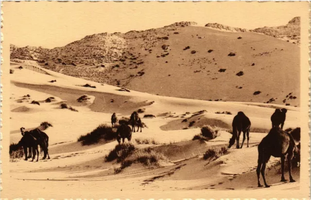 CPA AK Camels Grazing in the Desert ALGERIA (794966)