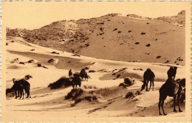 CPA AK Chameaux au paturage dans le Désert ALGERIA (794966)