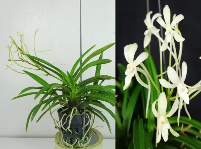 Neofinetia falcata Flowering size, Strong Fragrance, Orchid Plant