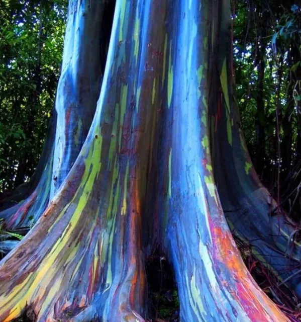 Más de 500 semillas frescas árbol de eucalipto deglupata / eucalipto arco iris / goma Mindanao