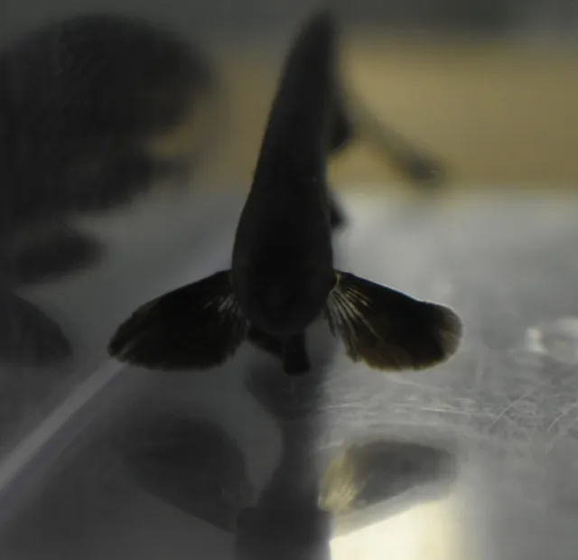 Live Black Ghost Knife Fish (3" Freshwater Aquarium Fish) *PLS READ DESCR* 2