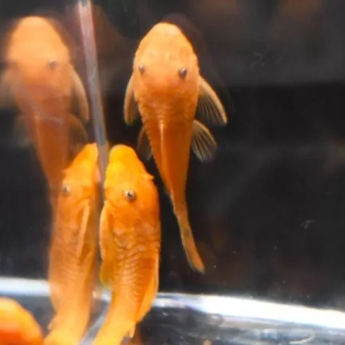 3 pack Super Red Bristle Nose Pleco Tropical Aquarium Fish From Breeder