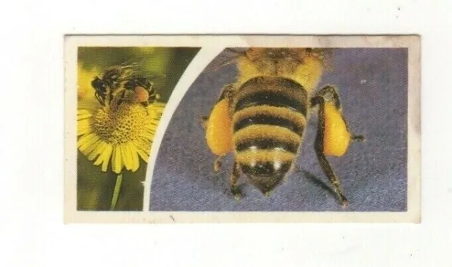 Brooke Bond Microscopic Images 1981 Honeybee