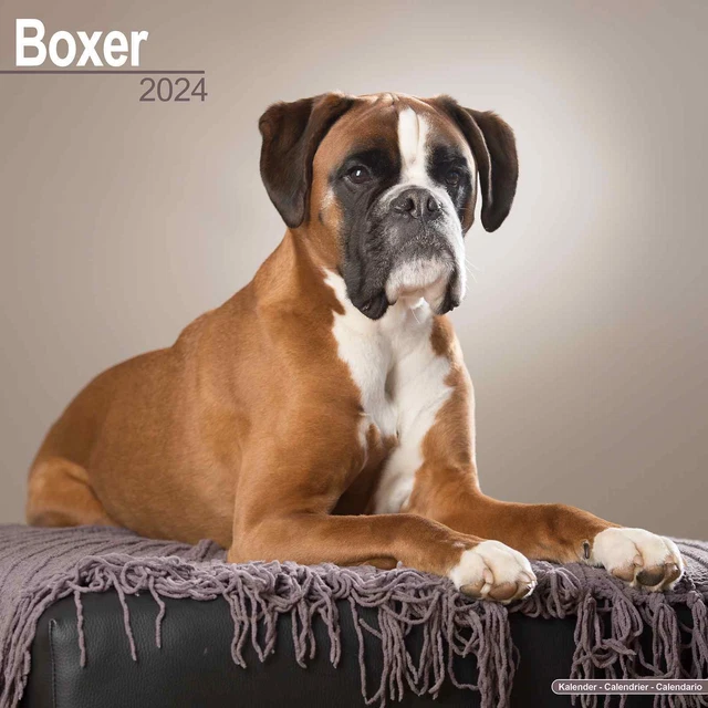 BOXER WALL CALENDAR 2024 £16.16 - PicClick UK