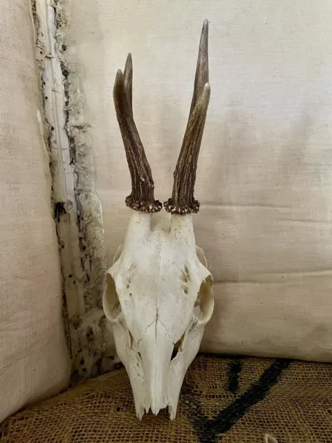 Vintage Taxidermy Roe Deer Skull Skeleton with Antlers