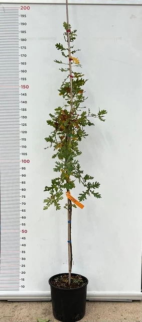 PIANTA DI QUERCUS QUERCIA VALLONEA (foto Reale) VASO 12 CM H. 60/70 CM - Foto 7