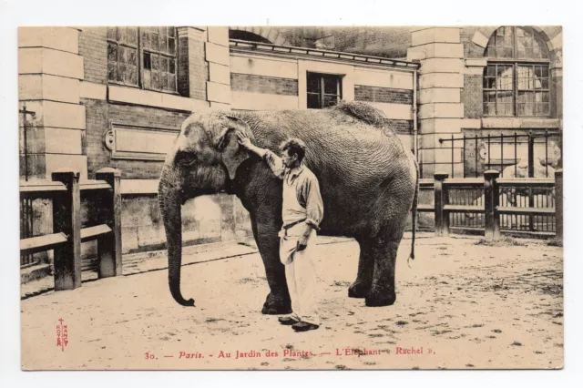 ELEPHANTS l' eléphant RACHEL 2 du jardin des plantes de paris CPA 75 CPA noire