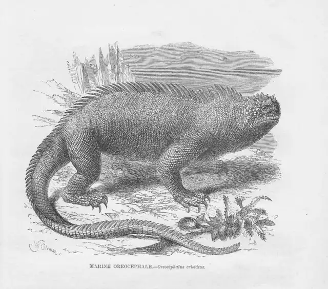 Meerechse Amblyrhynchus Helmbasilisk HOLZSTICH von 1863 Marine iguana basilisk