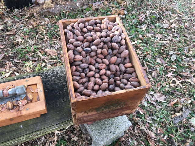 Fresh Missouri 2022 Crop Pecans  In A Vintage Atlas Powder Box With Cracker 5
