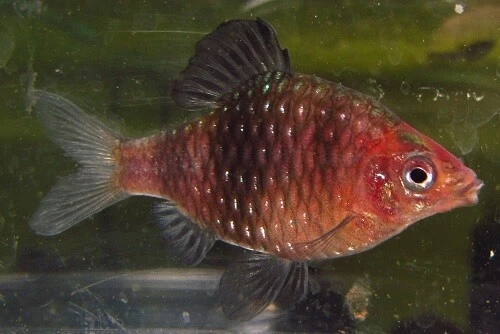 Black Ruby Barb LIVE FISH Read Description