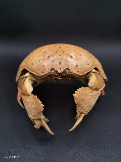Large spotted calappa box crab taxidermy. 5". Marine seashell oddity. #9504