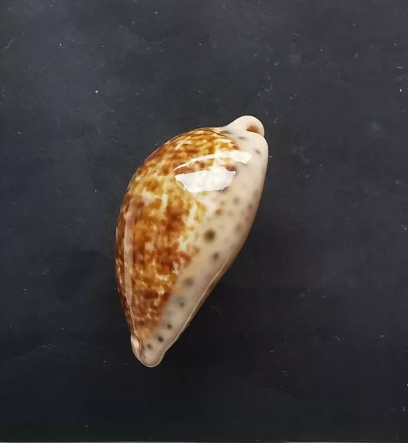 SHELL CONCHIGLIA CYPRAEA PSEUDOZONARIA ANNETTAE mm.39,6 MEXICO 2