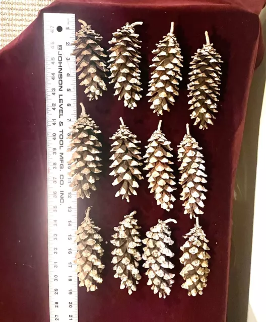 12 conos de pino blanco de un pino blanco de Michigan de 100 años de antigüedad 6""+ clasificados a mano