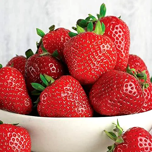 Strawberry 'Red Gauntlet' Hardy Mid Season Bare Root Garden Fruit Plants 3