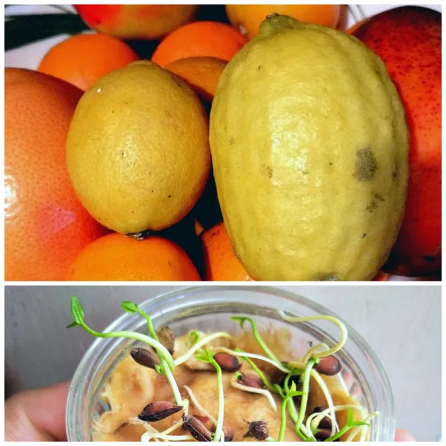 Zitrone Jara Zitrusfrucht (Bangladesch) gekeimte Samen X2. Auch Bonsai-Starter.