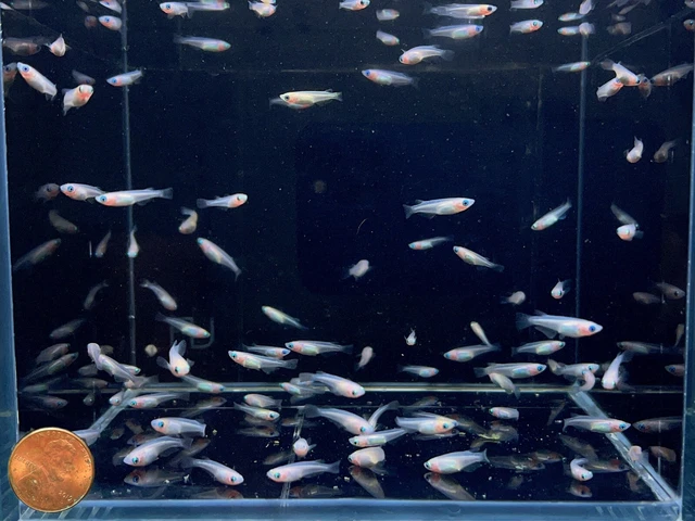 Aqua Huna Pearl Galaxy Medaka Ricefish / Japanese Ricefish  - 6 pack