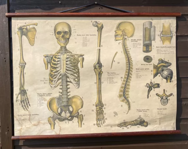 Original 1950s anatomical school chart human Skeleton medical doctors 2