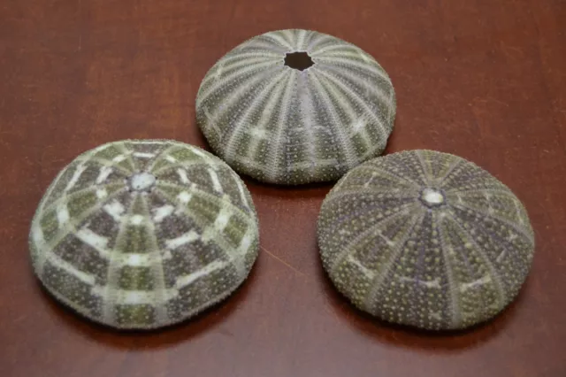 3 Pcs Alfonso Sea Urchins Sea Shell Beach Wedding Nautical 3" - 4" #7886B