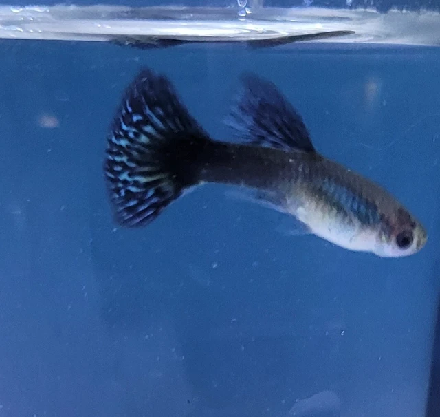 Pair Of Purple/ Green Dragon Guppies (+1 Extra Female) Live Guppy Fish Young Pair Of Purple/ Green Dragon Guppies (+1 Extra Female) Live Guppy Fish Young
