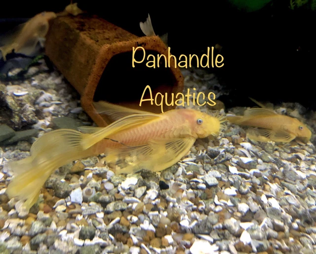 2 Pack 1” minimum Long Fin L144 Lemon Blue Eye Bristlenose Pleco LF ancistrus SP