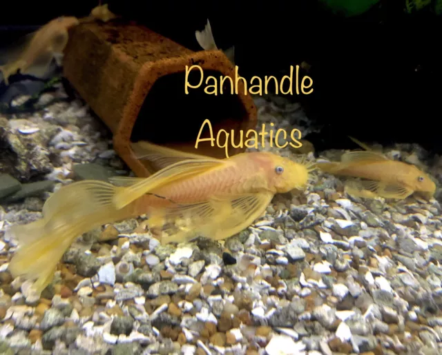 Male Long Fin L144 Lemon Blue Eye Bristlenose Pleco LF Ancistrus