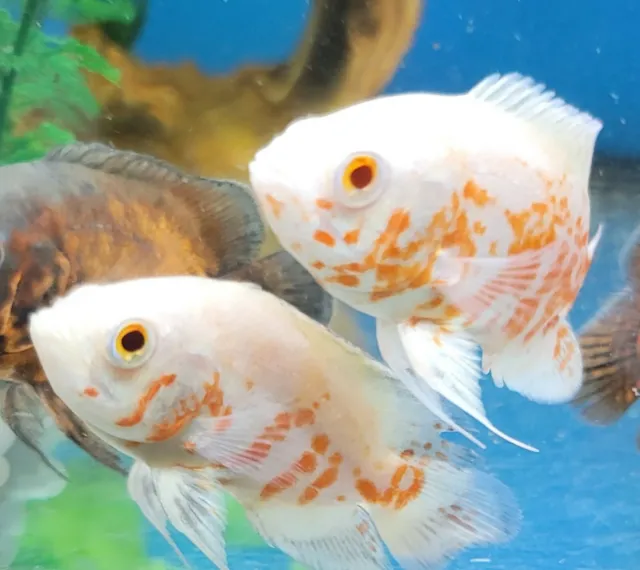 Albino Ruby Oscar 4" plus Imported Asia top Breed  live tropical fish 2