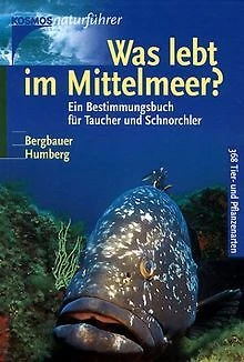 Was lebt im Mittelmeer? von Bergbauer, Matthias, Humberg... | Buch | Zustand gut