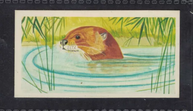 GIANT OTTER - 45 + year old English Trade Card # 32