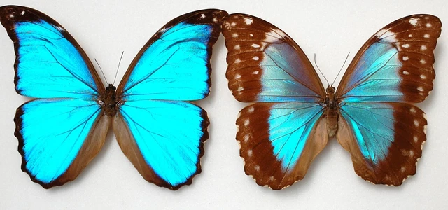 Pair of Morpho menelaus ssp huebneri from Brazil