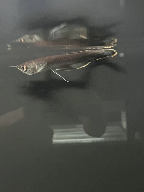 Baby Black Arowana 3-3.5” -Live Freshwater Tropical Aquarium Fish