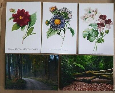 LOTTO DI 5 CARTOLINE NUOVE CON FIORI PIANTE BOSCHI BELLE! (Flowers Postcards)