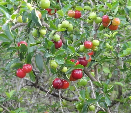 SAMEN auch als Bonsai: die schöne ACEROLAKIRSCHE schmeckt einfach supergut !