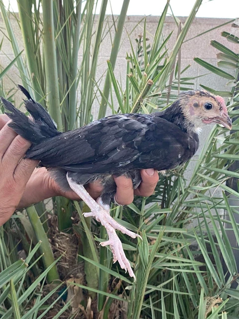 Brass Back Butcher Hatching Eggs Chicken