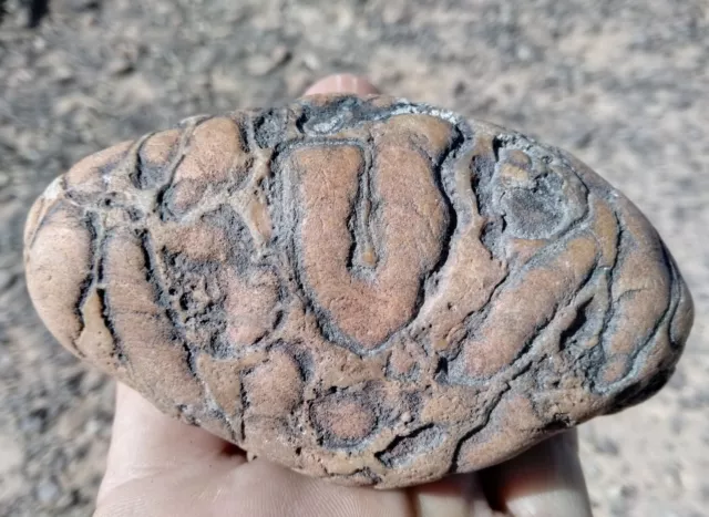 10.78 oz Stromatolite   Fossil Arizona Lapidary Bullhead City