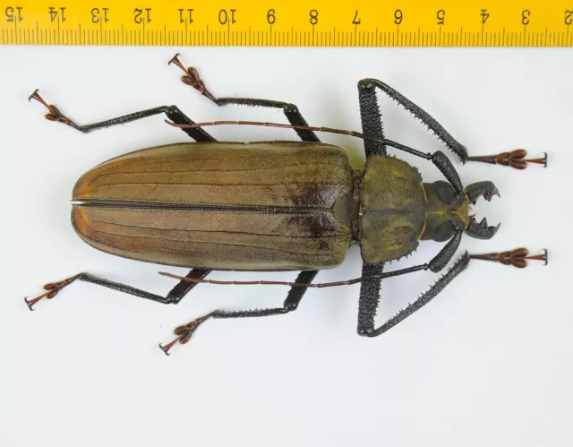 Cerambycidae - Long Horn Beetle - Xixuthrus microcerus (100mm) - MALAYSIA - 9009