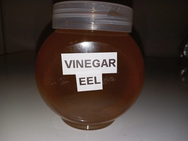 VinegarEel Starter Culture, 1 cup Live food for fish fry, betta guppy, angelfish 2