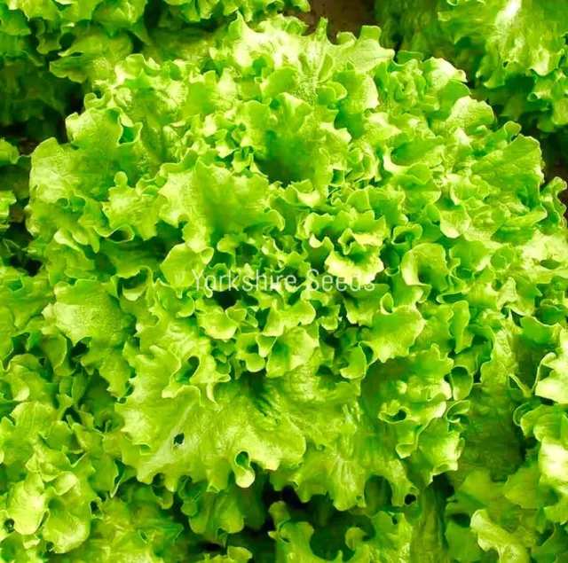 Organic Lettuce Salad Bowl Green - 1500x seeds - Lettuce