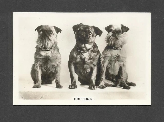 84 Yr Old Original Griffons Belgians Vintage Photo Trade Ad Card Dog Dogs Cute